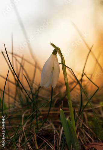 Galanthus, snow drop flower. First sign of spring during a vibrant sunset. 