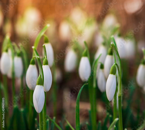 Galanthus, snow drop flower. First sign of spring during a vibrant sunset. 