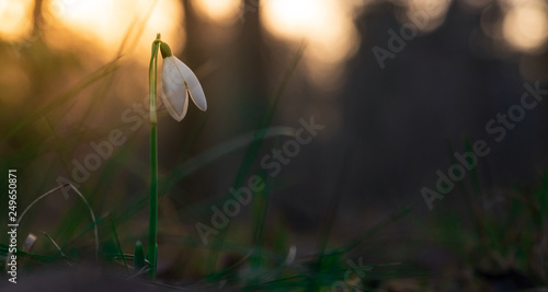 Galanthus, snow drop flower. First sign of spring during a vibrant sunset. 