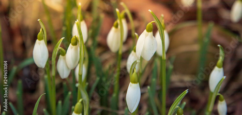 Galanthus, snow drop flower. First sign of spring during a vibrant sunset. 