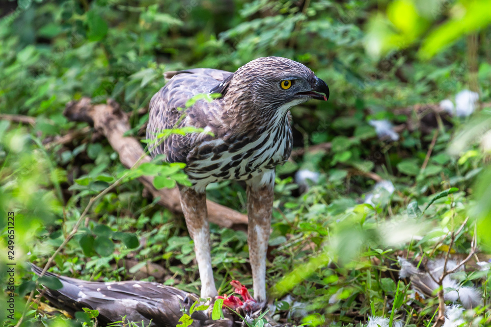 Crested serpent eagle. Yala National Park. Sri Lanka. Crested serpent eagle. Yala National Park. Sri Lanka.