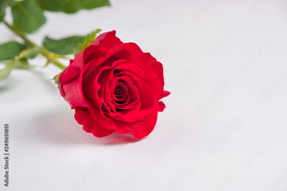 Red rose on a white background. concept: holiday, congratulations Red rose on a white background. concept: holiday, congratulations