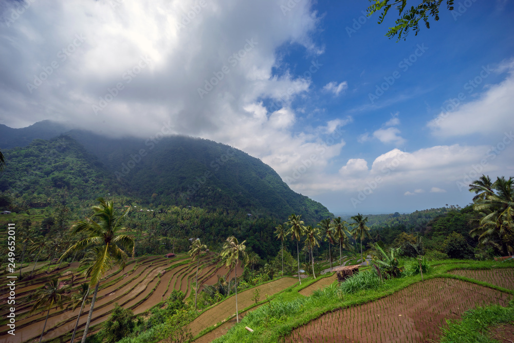 Beautiful view of terraced rice paddy field landscape at Kabupaten Buleleng Bali, Indonesia.