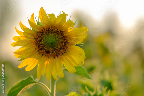 sunflower on background of blue sky