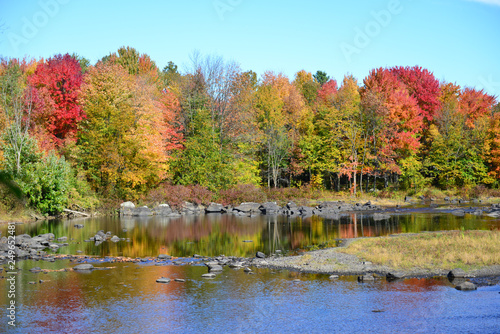 fall color trees