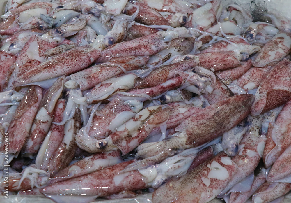 fresh squid tubes in a fish market stall