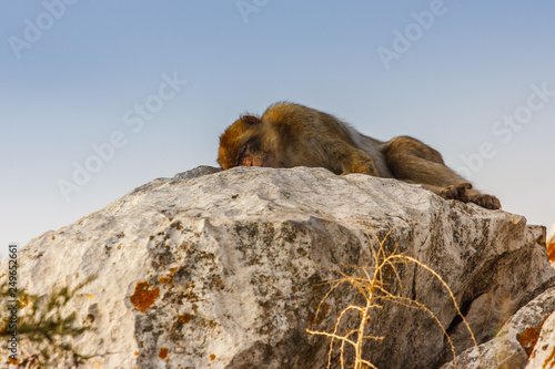 One of the famous monkeys of Gibraltar sleeping. Several macaques living in the Rock Natural Reserve in Gibraltar, United Kingdom.