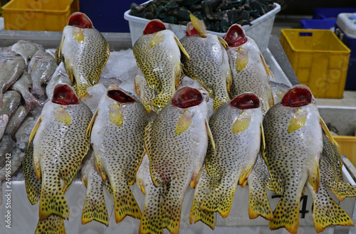 Dubai fish market with local fish photo