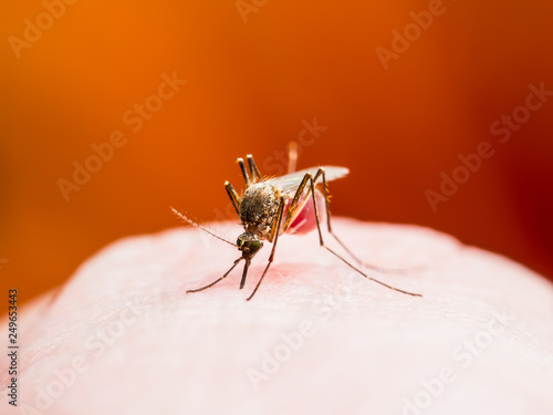 Dengue or Yellow Fever, Malaria or Zika Virus Infectious Mosquito Insect Macro on Red Background