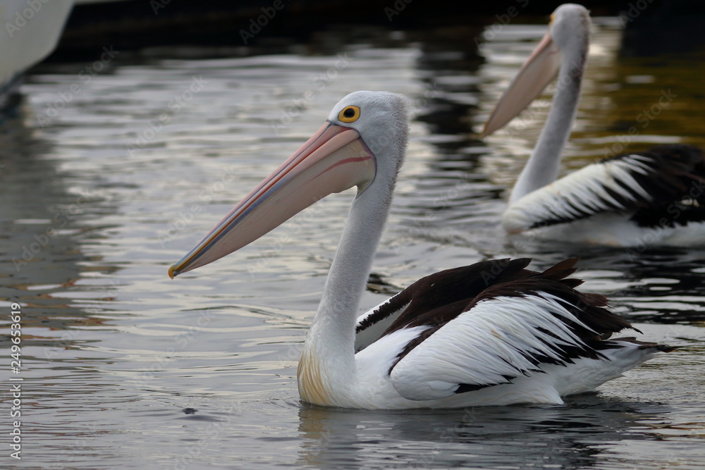 australian pelican australian pelican