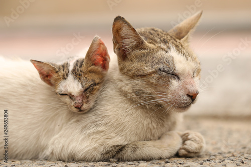 Photography Vagrant sick cats. Homeless wild cats on dirty street in Asia 