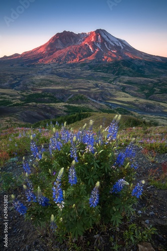 The breathtaking views of the volcano and amazing valley of flowers. Harry's Ridge Trail. Mount St Helens National Park, South Cascades in Washington State, USA A mountain slope is filled wildflowers. © Michal