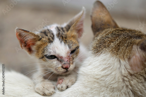 Photography Vagrant sick cats. Homeless wild cats on dirty street in Asia 