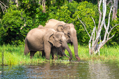 Asian elephant. Yala National Park. Sri Lanka. photo