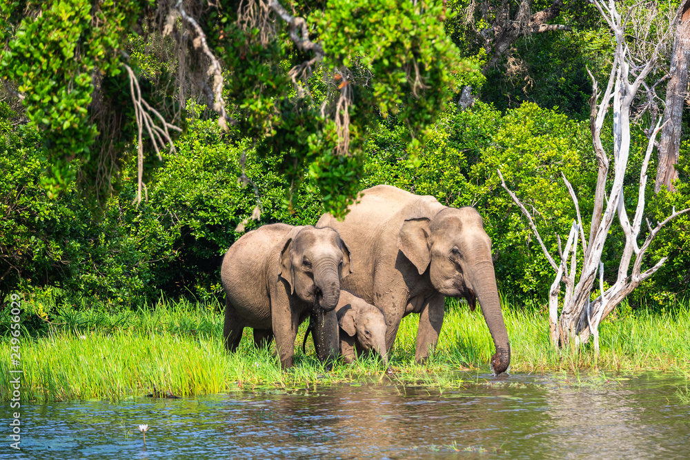Fototapeta premium Asian elephant. Yala National Park. Sri Lanka.