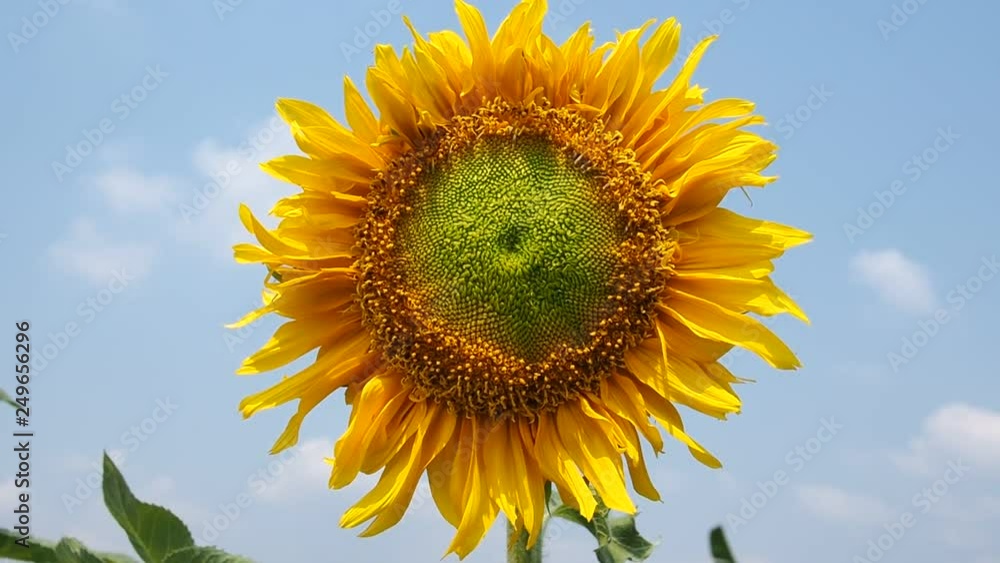 sunflower at field. Yellow flower. Nature background sunflower at field. Yellow flower. Nature background