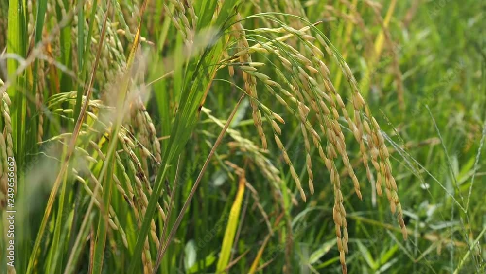 rice plant, green nature background, organic food rice plant, green nature background, organic food