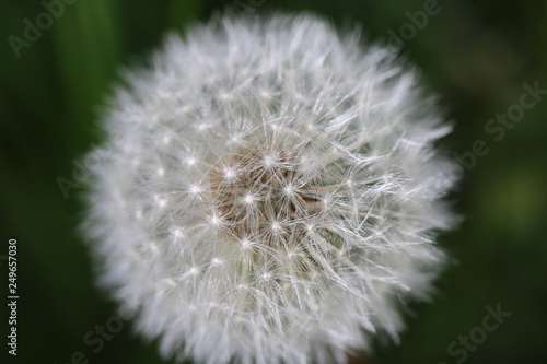 Macro Dandelion