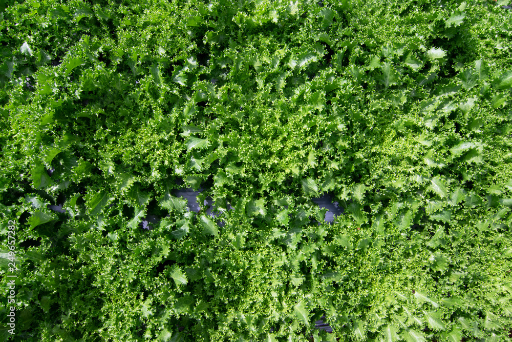 Organic Vegetables in the garden.