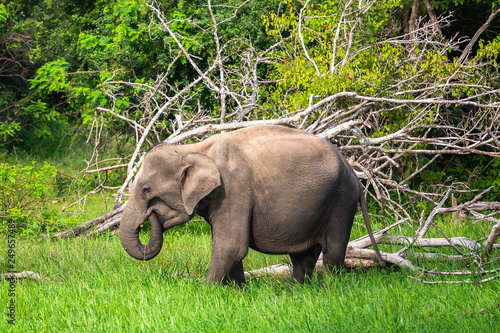 Asian elephant. Yala National Park. Sri Lanka. photo