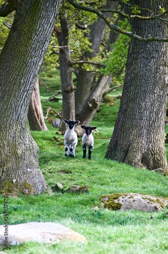 Lambs amongst the trees