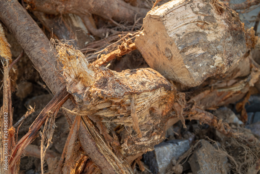 Destroyed tree roots Destroyed tree roots