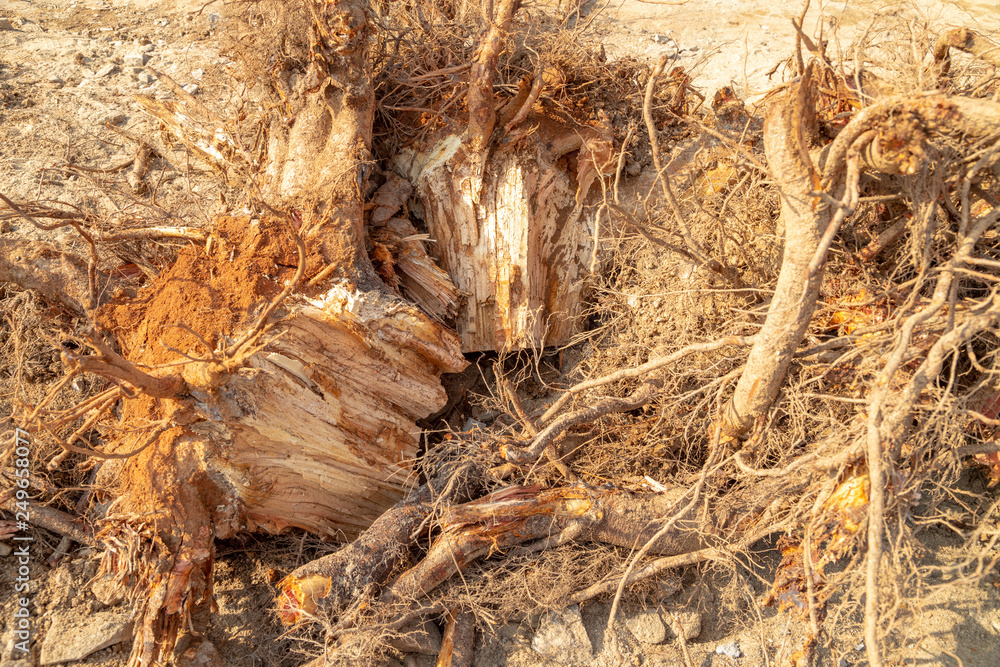 Destroyed tree roots Destroyed tree roots