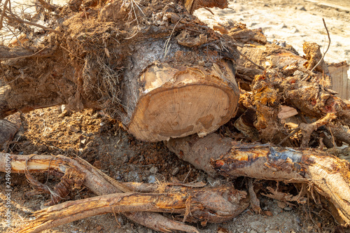 Destroyed tree roots