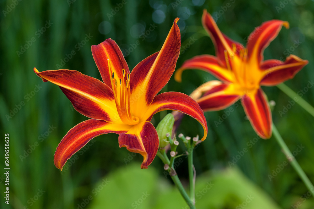 Im Garten Im Garten