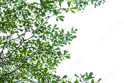 Small leaves of big trees on a white sky background.