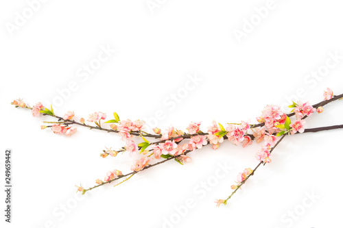 beautiful pink cherry blossom sakura flowers