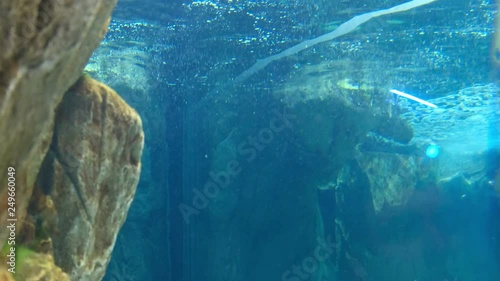 many pinguins swim fast underwater photo