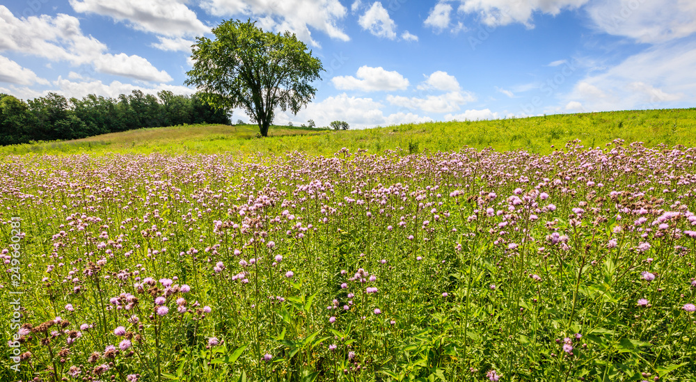 Field of wildflowers in Kentucky Field of wildflowers in Kentucky