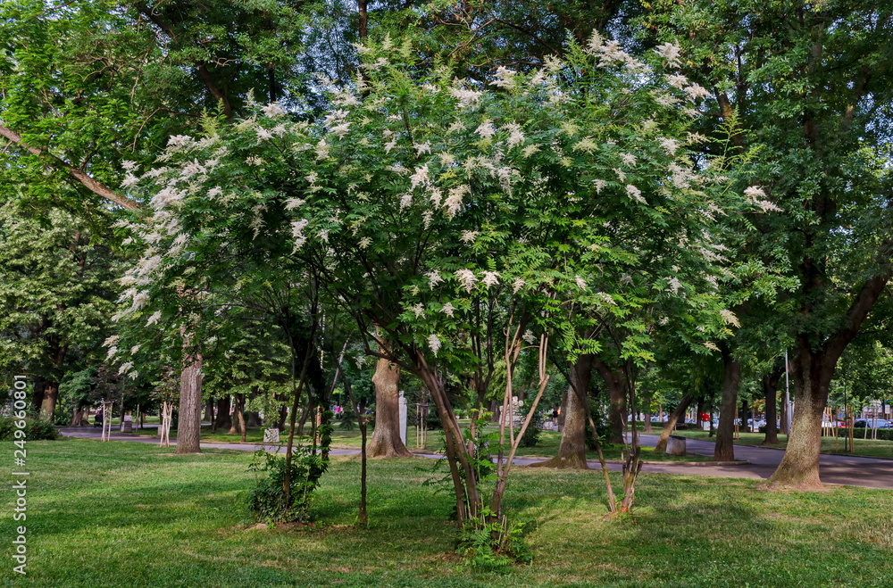 View of Japanese tree lilac or Syringa reticulata full of flowers in the springtime,  Popular Zaimov park, district Oborishte, Sofia, Bulgaria  