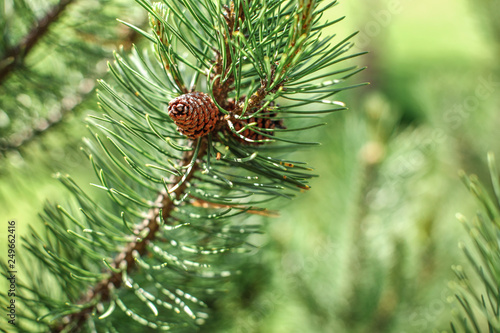 Shallow depth of field photo, only small coniferous cone in focus, young green fir tree, sun shines in back. Abstract spring forest background.