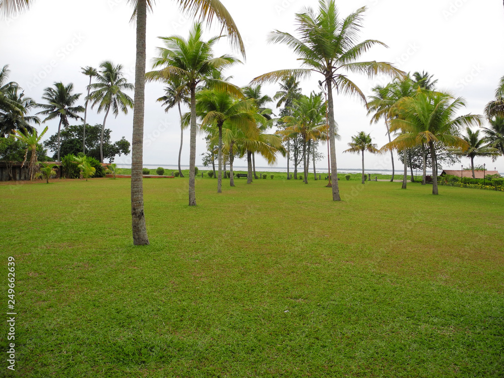 Park with coconut trees in Kerala, Kochi