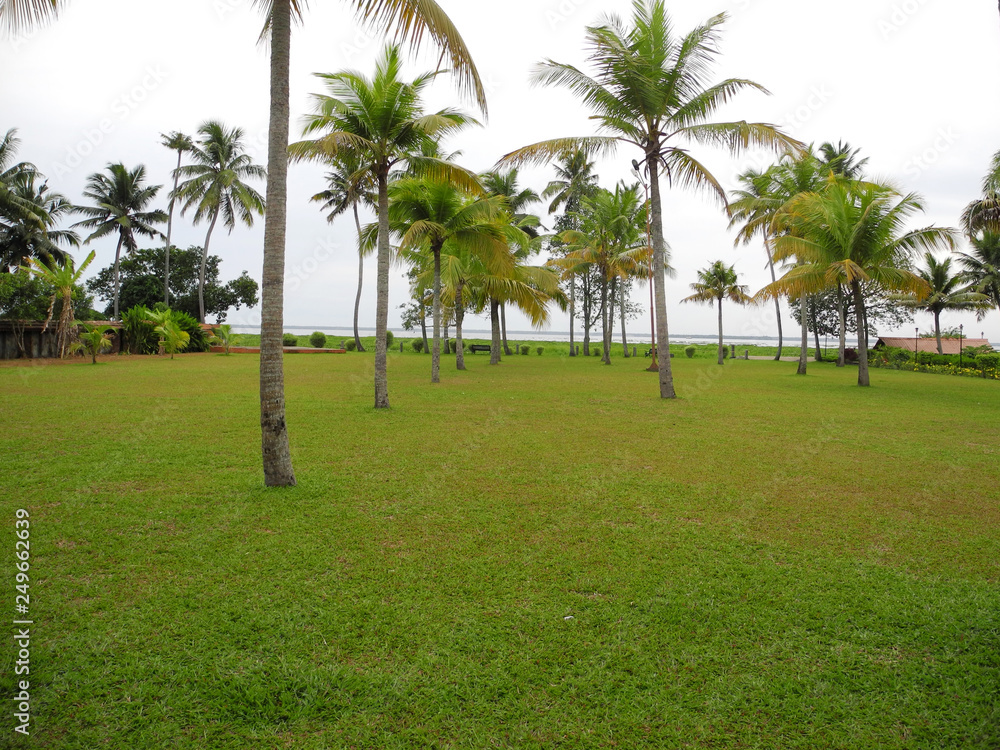 Park with coconut trees in Kerala, Kochi Park with coconut trees in Kerala, Kochi
