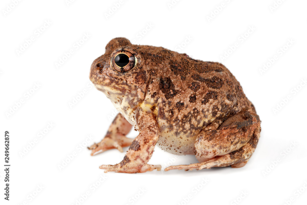 A southern African sand frog (Tomopterna cryptotis) isolated on white. A southern African sand frog (Tomopterna cryptotis) isolated on white.