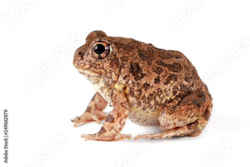 A southern African sand frog (Tomopterna cryptotis) isolated on white.