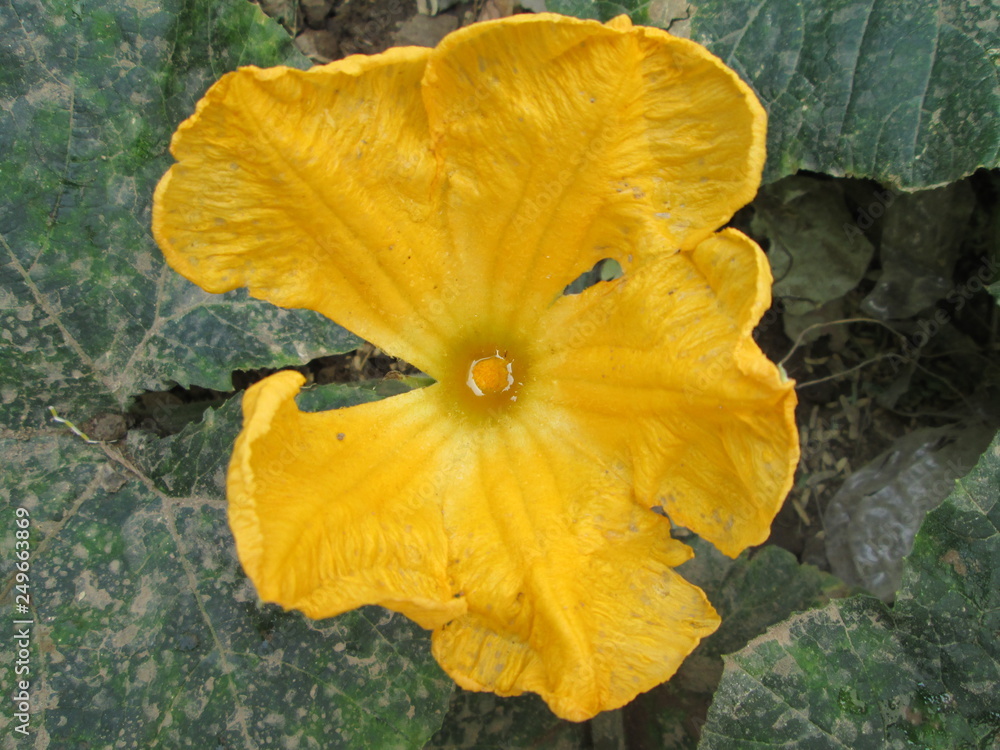 yellow flower in the garden yellow flower in the garden