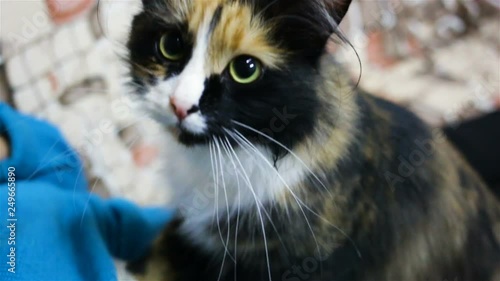 Tricolor cat sitting on an elderly man. The cat looks into the camera and makes a belly massage mistress. Front view, high angle, real time, natural light, cat therapy, contains people, close up photo