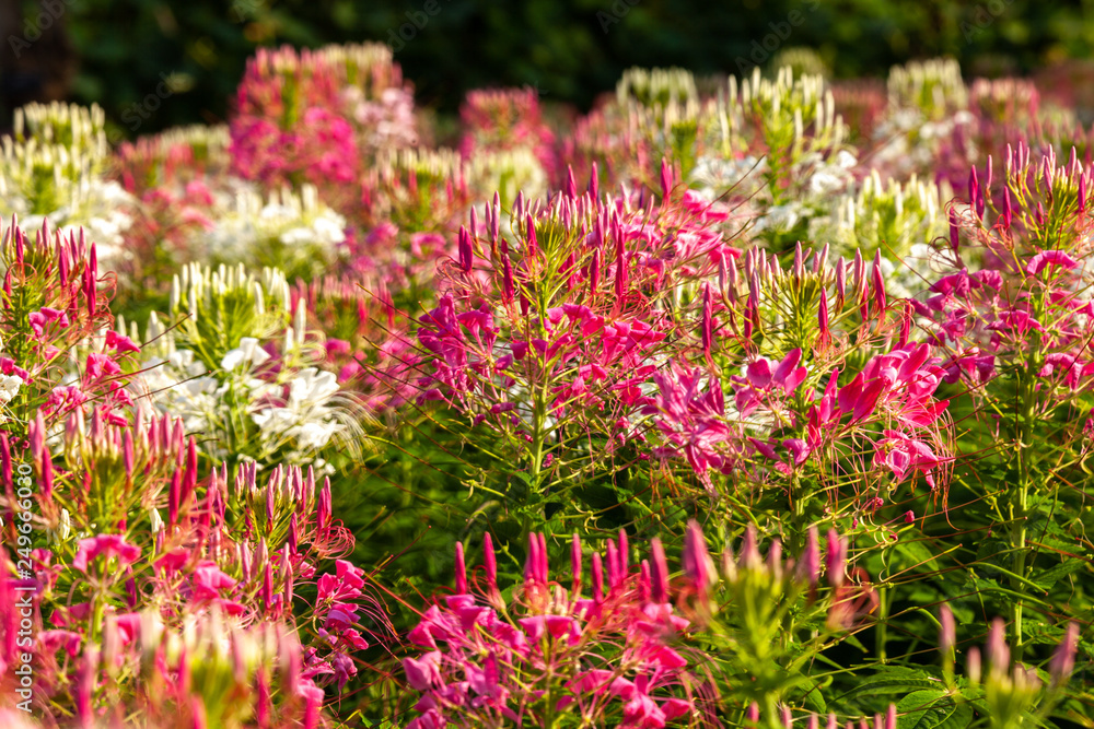 Obraz premium Pink flower in the garden with selective focus.