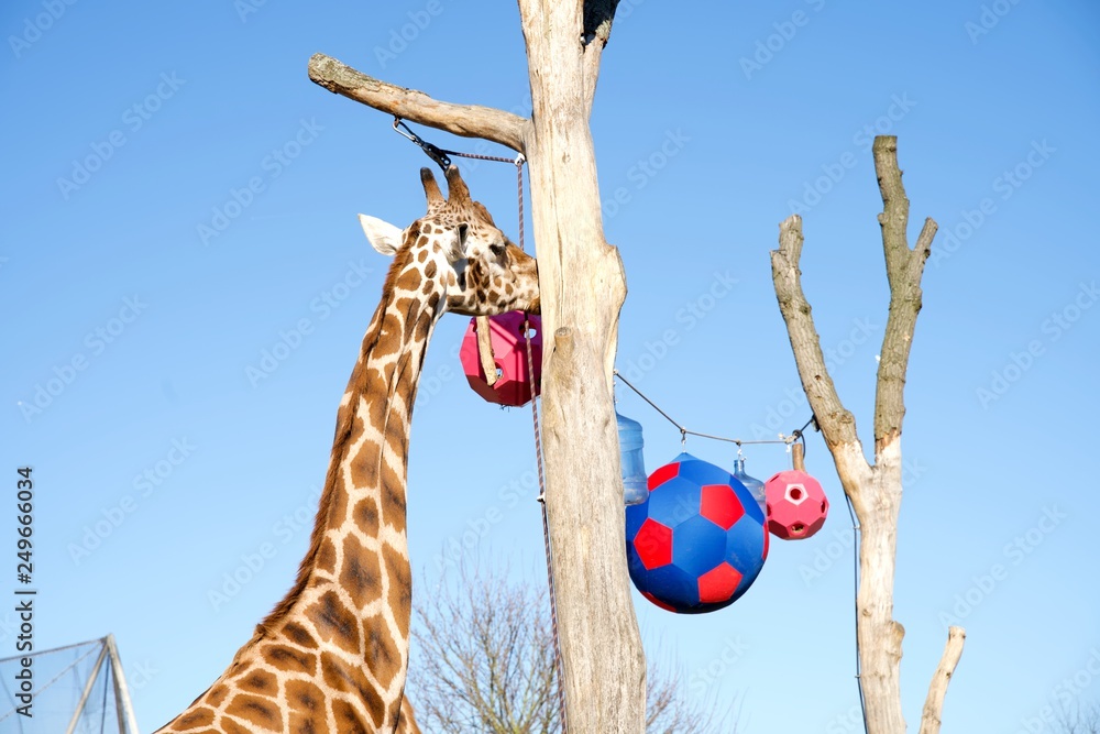Giraffe Balls