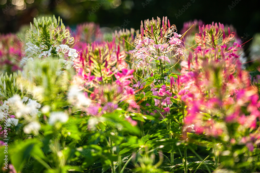 Pink flower in the garden with selective focus. Pink flower in the garden with selective focus.