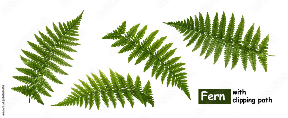 Fern leaves isolated on white with clipping path - obrazy, fototapety, plakaty 