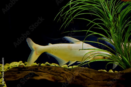 Aquarium fish Sharks catfish photo