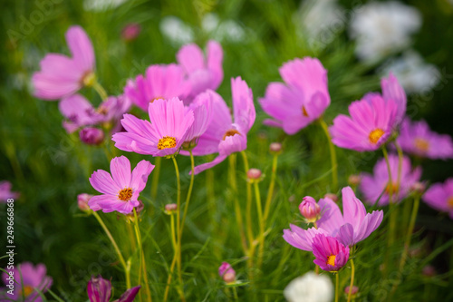 Pink flower in the garden with selective focus.