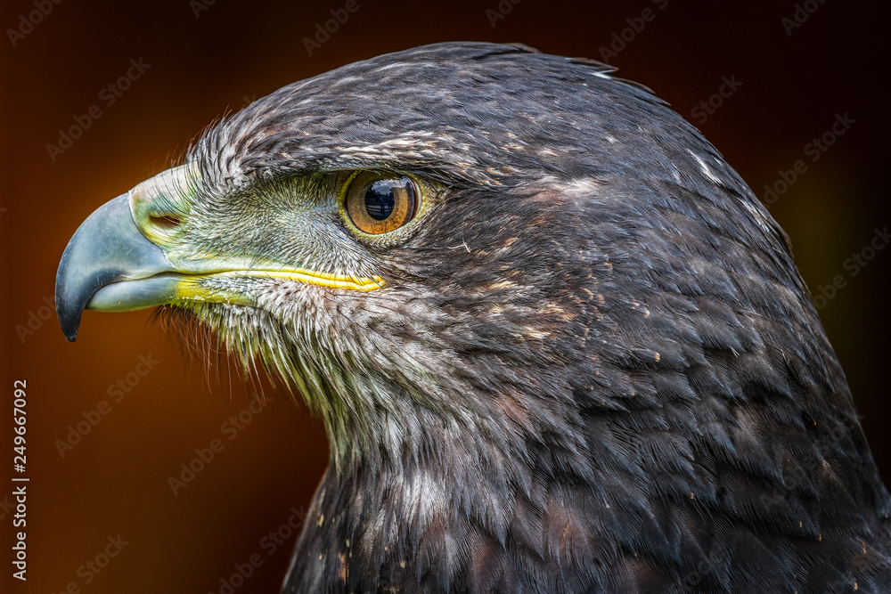 Obraz premium Grey buzzard eagle