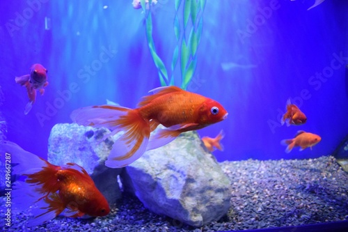 The goldfish (Carassius auratus) is a freshwater fish in the family Cyprinidae of order Cypriniformes. It is one of the most commonly kept aquarium fish