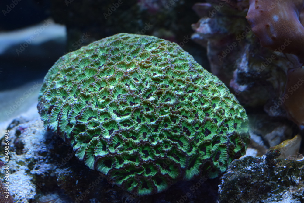 Corals are marine invertebrates within the class Anthozoa of the phylum Cnidaria. They typically live in compact colonies of many identical individual polyps Corals are marine invertebrates within the class Anthozoa of the phylum Cnidaria. They typically live in compact colonies of many identical individual polyps